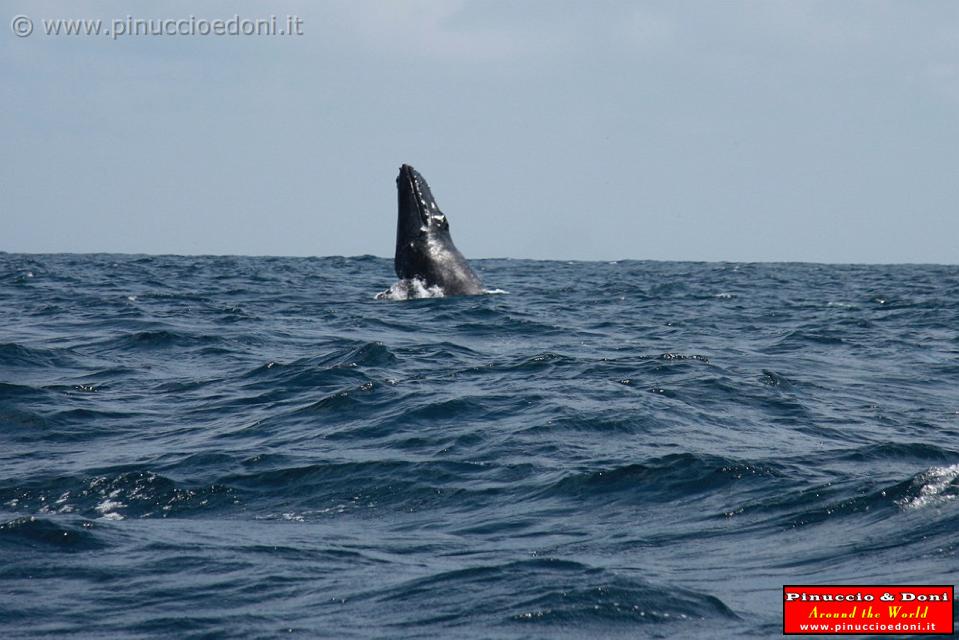 ECUADOR - Whale watching in Puerto Lopez - 12.jpg